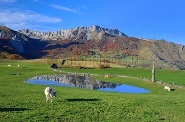 Grazing Lescun Aspe Valley Pyrenees France