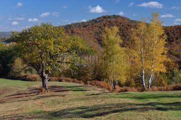 Wooded landscape in autumn Bearn Pyrenees France
