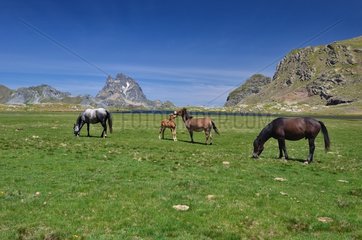 Horses by the lake of Anayet Pyrenees Spain