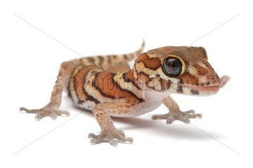 Painted Gecko