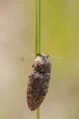 Click Beetle on a blade of grass Lorraine France