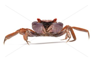 Vampire crab