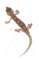 Namib sand gecko
