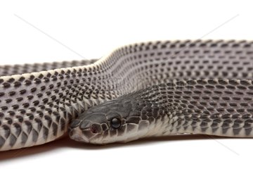 Cape file snake