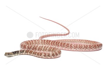 Colubrid snake