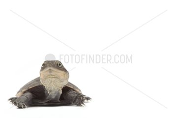 Helmeted turtle