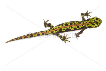 Marbled newt