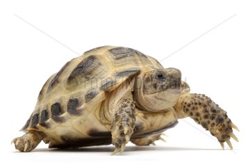 Central asian tortoise