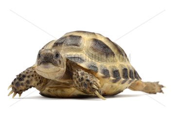 Central asian tortoise