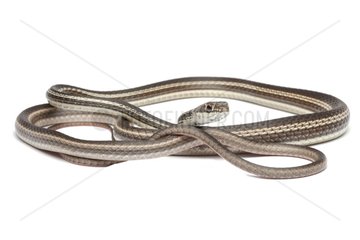 Colubrid snake