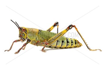 Variegated grasshopper
