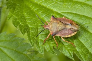 Shield Bug on leaf France