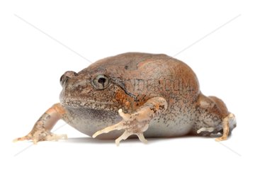 Orange Burrowing Frog