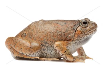 Orange Burrowing Frog