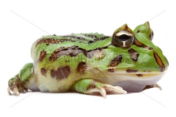 Horned frog