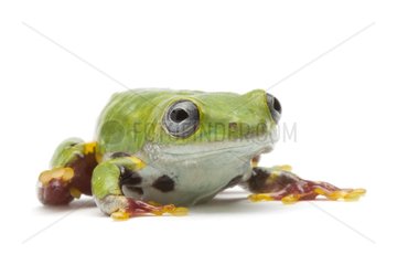 Orange-legged monkey Frog