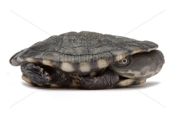 Long-necked turtle