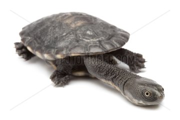 Long-necked turtle