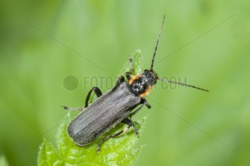 Beetle Cantharid on leaf France