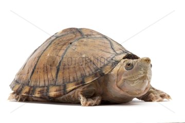 Razor-backed Musk Turtle