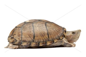 Razor-backed Musk Turtle