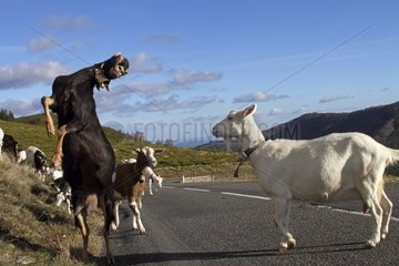 Goat rearing on a road France