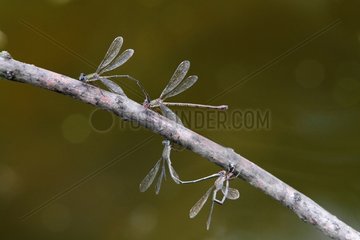 Green Emerald Damselfly mating on a branch France