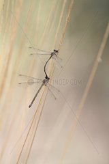 Green Emerald Damselfly mating on a dry grass France