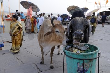 Cows on the streets of Varanasi in India