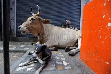 Cow and dogs on a street in Varanasi in India