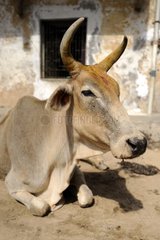 Portrait of a Cow on a street in Varanasi in India