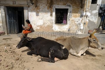 Cows lying on a street in Varanasi in India
