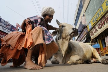 Cow lying on a street in Varanasi in India