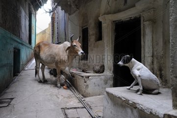 Cow and dog on a street in Varanasi in India