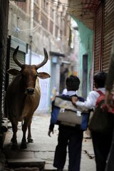 School children near a Cow on a street in Varanasi in India
