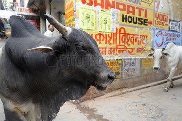 Cows on a street in Varanasi in India