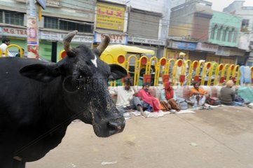 Cow on a street in Varanasi in India
