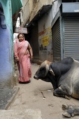 Woman walking past a cow in a street in Varanasi India