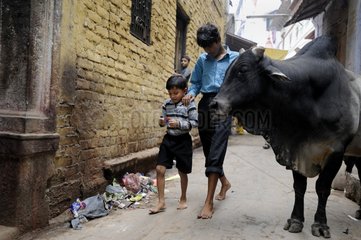 Children walking past a cow in a street in Varanasi India