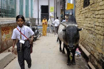 Child walking past a cow in a street in Varanasi India