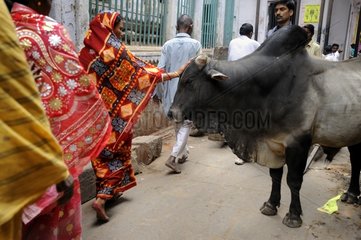 Women walking past a cow in a street in Varanasi India
