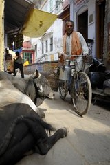 Man on a bicycle near a cow in a street in Varanasi