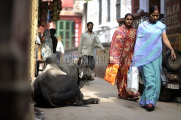 Women walking near a cow in a street in Varanasi