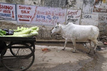 Cow in a street in Varanasi in India