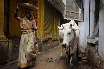 Cow and woman in a street in Varanasi in India