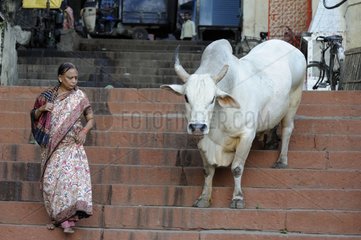 Woman in sari and Cow on a staircase in Varanasi in India