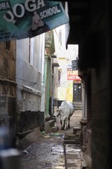Cow walking on a street in Varanasi in India