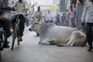 Cow lying in a street in Varanasi in India