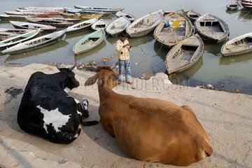 Cows lying on the bank of the Ganges Varanasi India