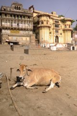 Cow lying in the city of Varanasi in India